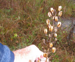 Veratrum hybridum