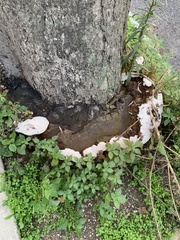 Ganoderma applanatum