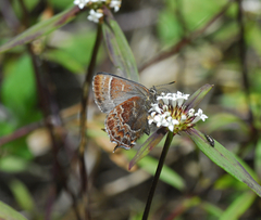 Callophrys guatemalena