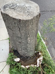 Ganoderma applanatum