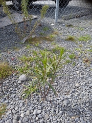 Gomphocarpus