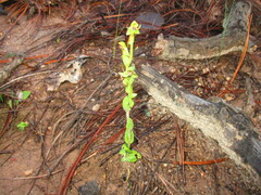 Habenaria ofeliae