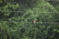 Eurystomus glaucurus