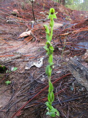 Habenaria ofeliae