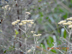 Ozothamnus obcordatus