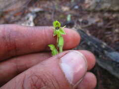 Habenaria ofeliae