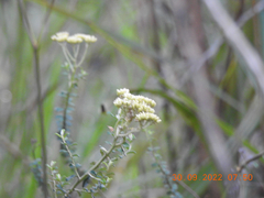 Ozothamnus obcordatus