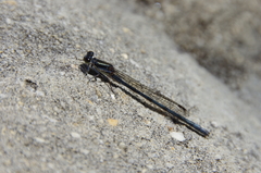 Pseudagrion furcigerum
