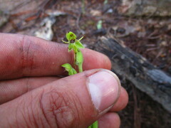 Habenaria ofeliae