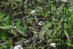 Callophrys guatemalena