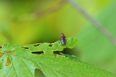 Suillia variegata