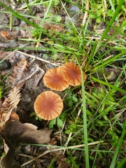 Galerina graminea