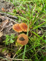 Galerina graminea
