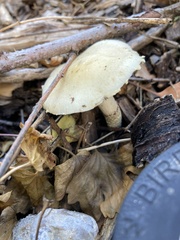 Stropharia coronilla