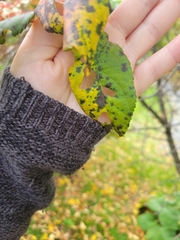 Diplocarpon