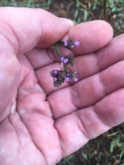 Verbena brasiliensis