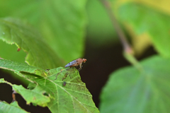 Suillia variegata