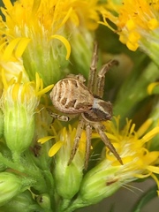 Xysticus
