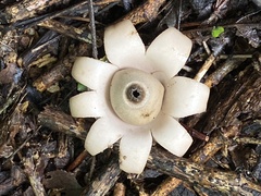 Geastrum