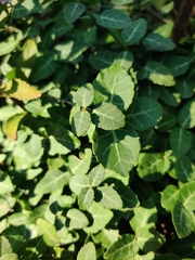 Euonymus fortunei