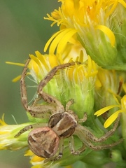 Xysticus