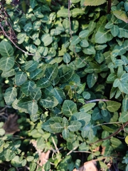 Euonymus fortunei