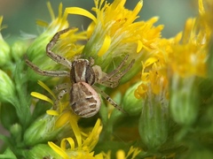 Xysticus