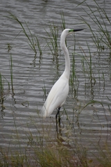Ardea alba melanorhynchos