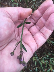 Verbena brasiliensis