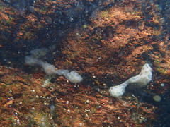Aplidium peruvianum