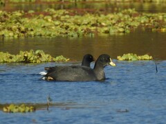 Fulica armillata