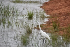 Ardea alba melanorhynchos
