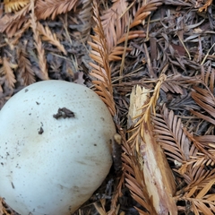 Leucoagaricus barssii