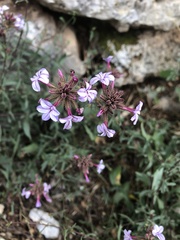 Plumbago europaea