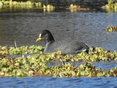 Fulica armillata