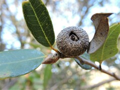 Andricus chrysobalani