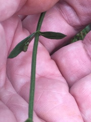 Verbena brasiliensis