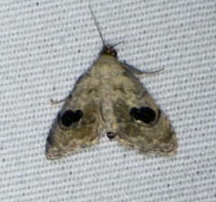 Abablemma duomaculata