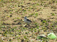 Fluvicola albiventer