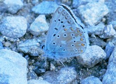 Polyommatus coridon