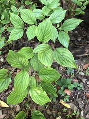 Cornus florida