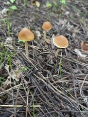 Psathyrella