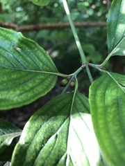 Cornus florida