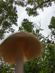 Psathyrella