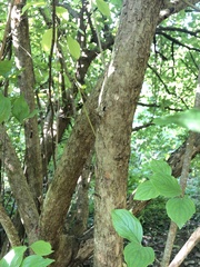 Cornus florida