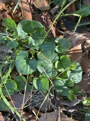 Viola odorata