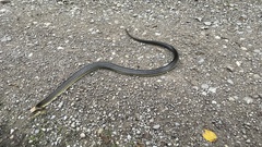 Zamenis longissimus