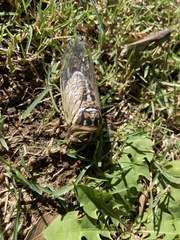 Megatibicen dealbatus