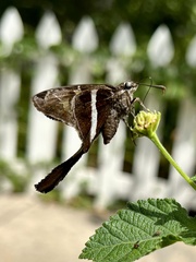 Chioides albofasciatus
