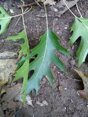 Quercus rubra